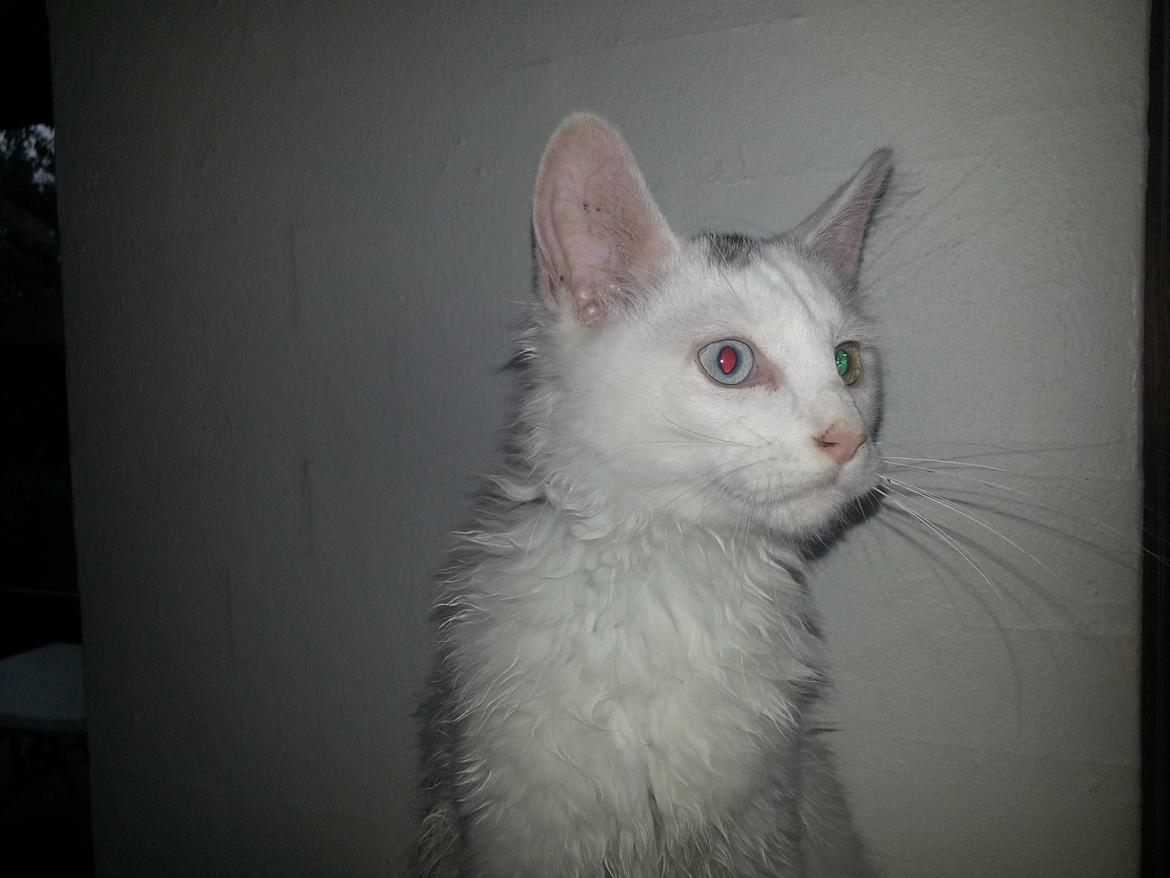 Blanding af racer Dave billede 3