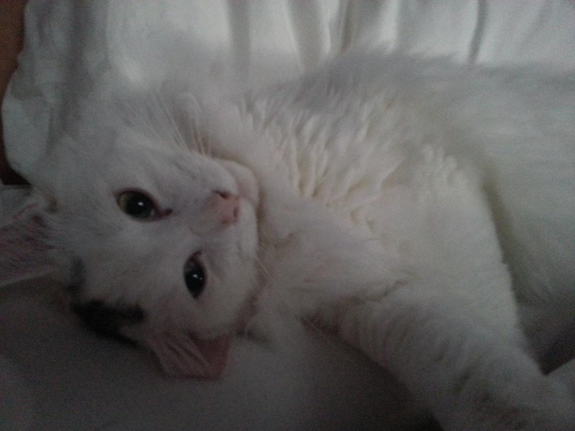 Blanding af racer Dave billede 7