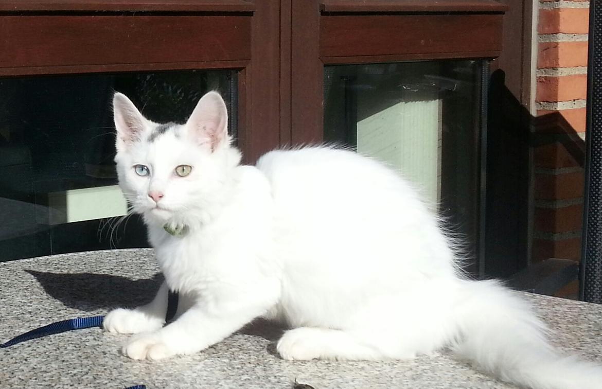 Blanding af racer Dave billede 2