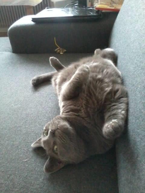 Huskat Sheeba billede 1