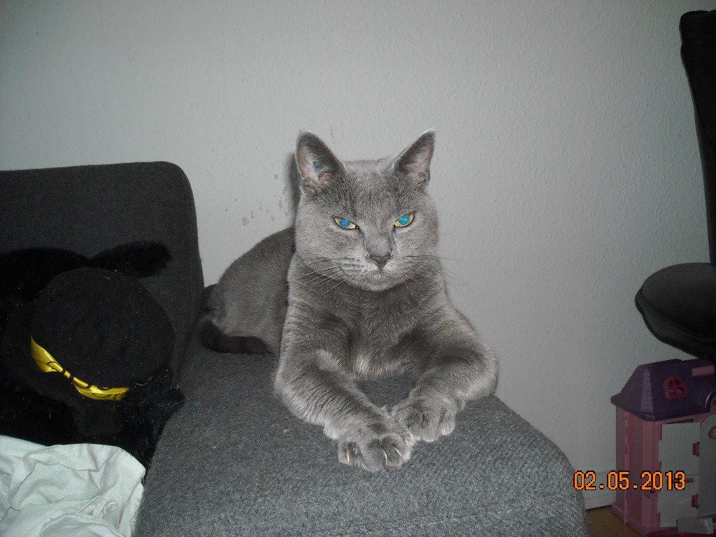 Huskat Sheeba billede 8