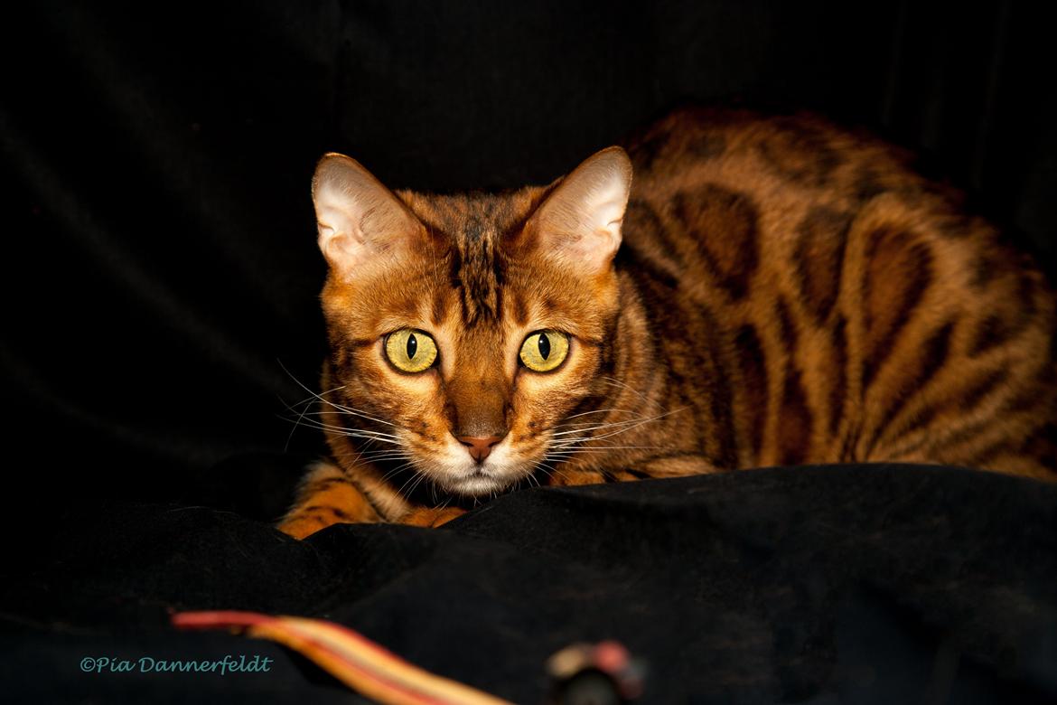 Bengal Chayton - Attack  billede 1