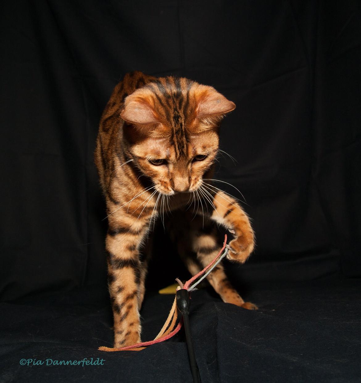 Bengal Chayton - Got it :-) billede 22