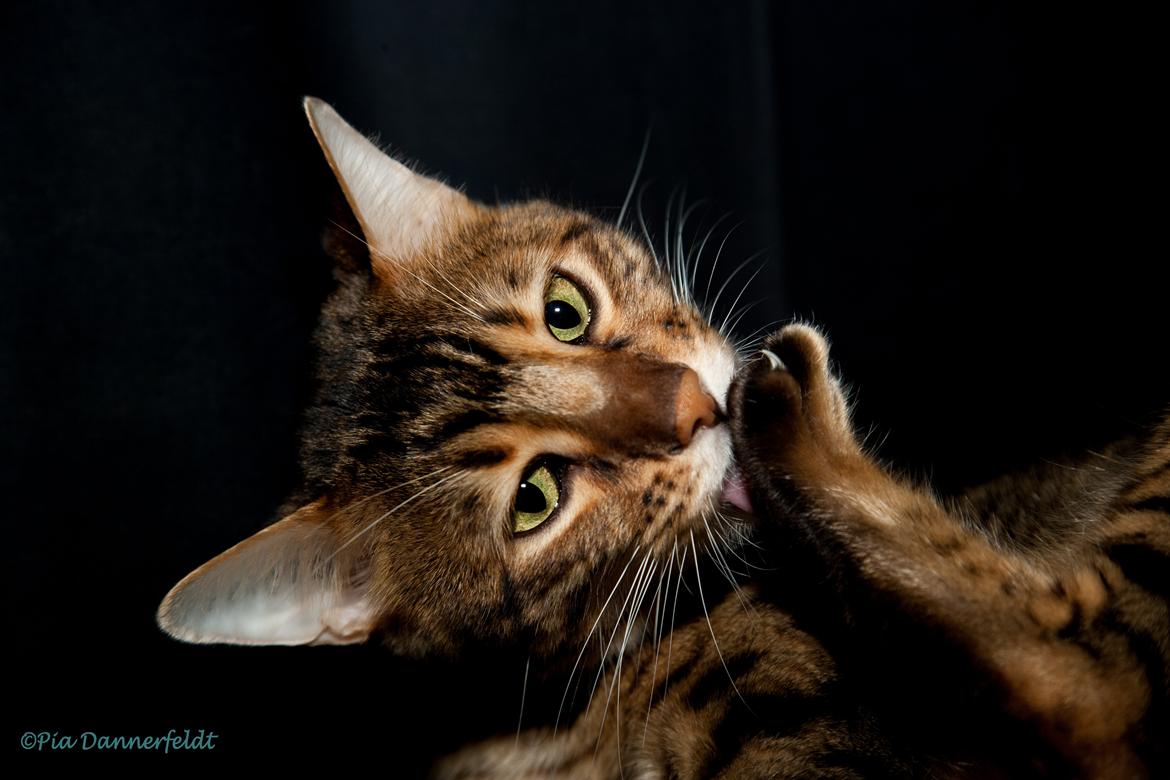 Bengal Charley - 2014-01-05: Tå-vask billede 3