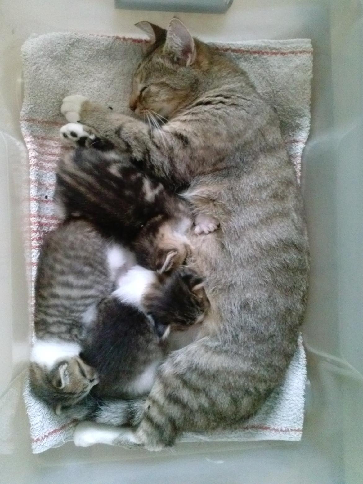 Huskat Ponyo - Lidt mere mælk billede 2