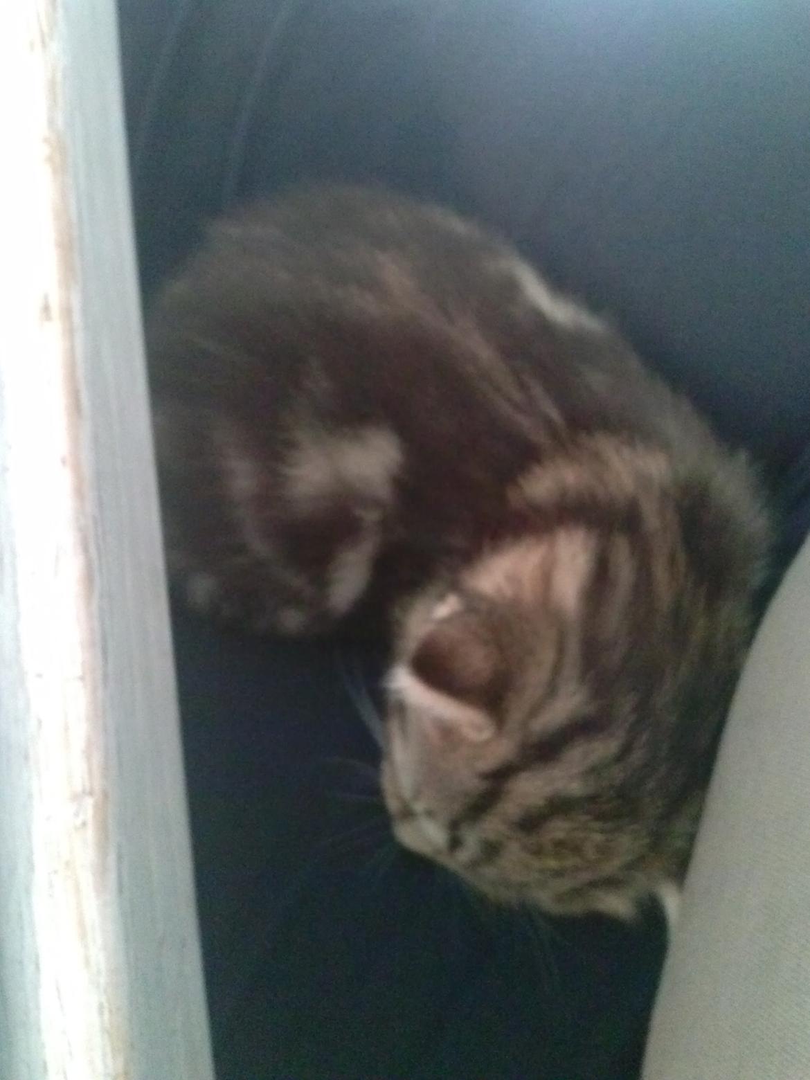 Huskat Ponyo - En lille lur på skødet :) billede 3