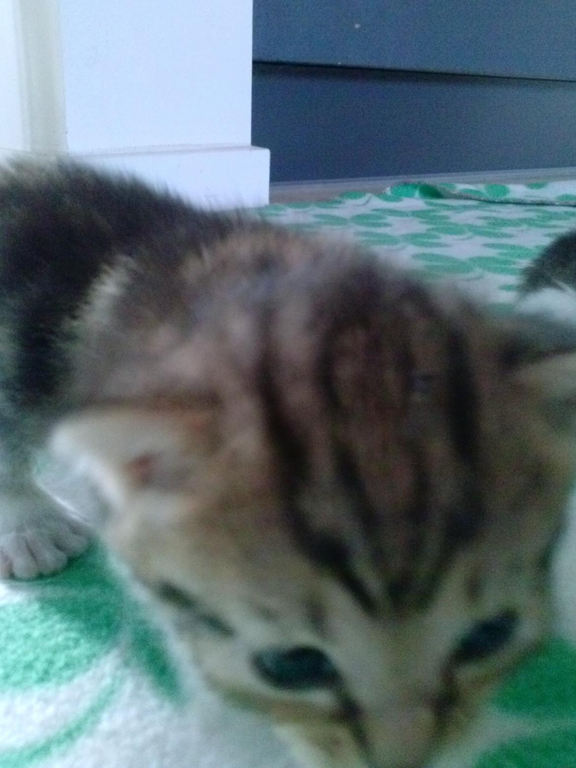 Huskat Ponyo - Ude og gå lidt iiiih :) billede 4