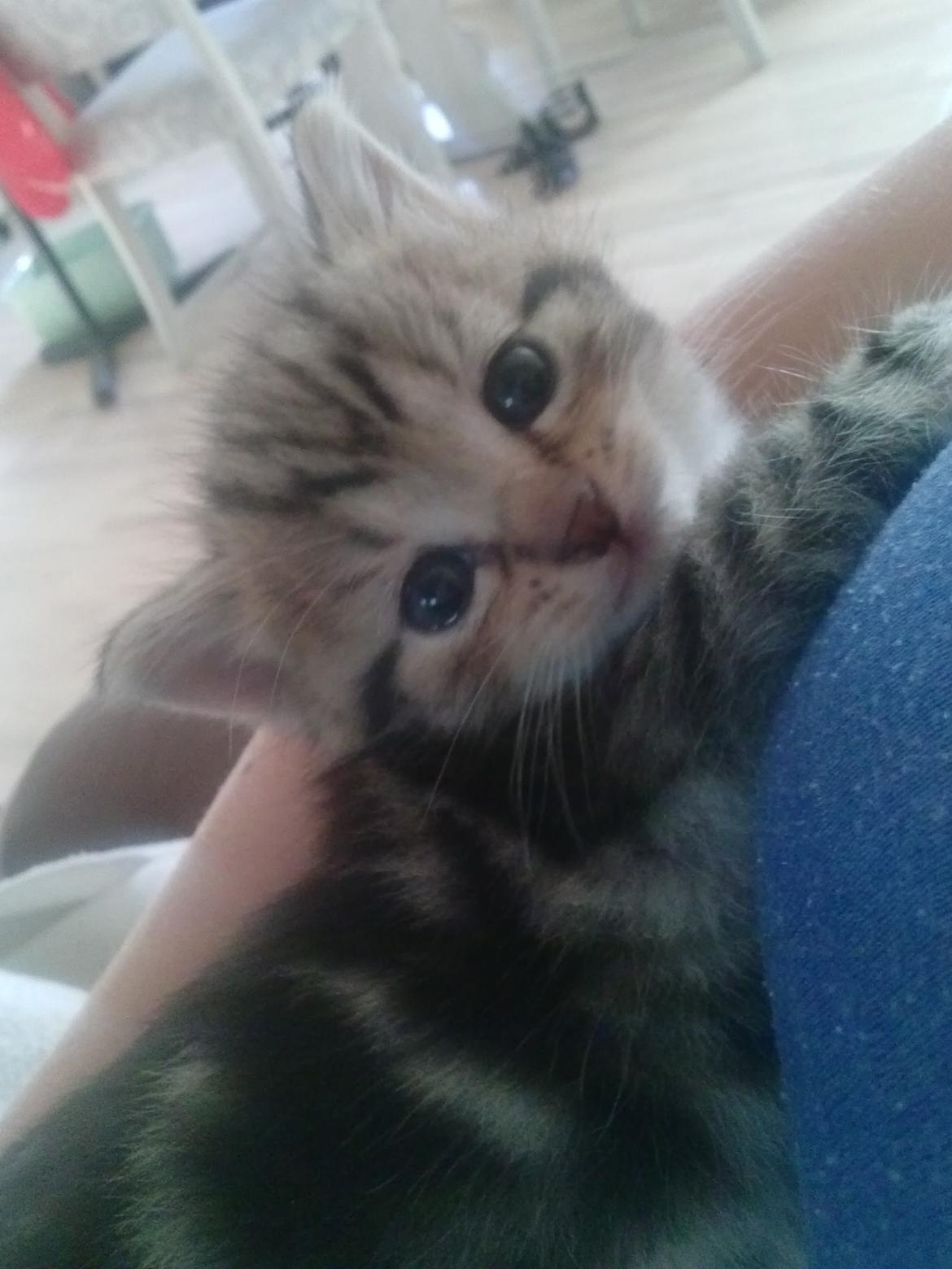 Huskat Ponyo - Smukke øjne den mis har :) billede 5