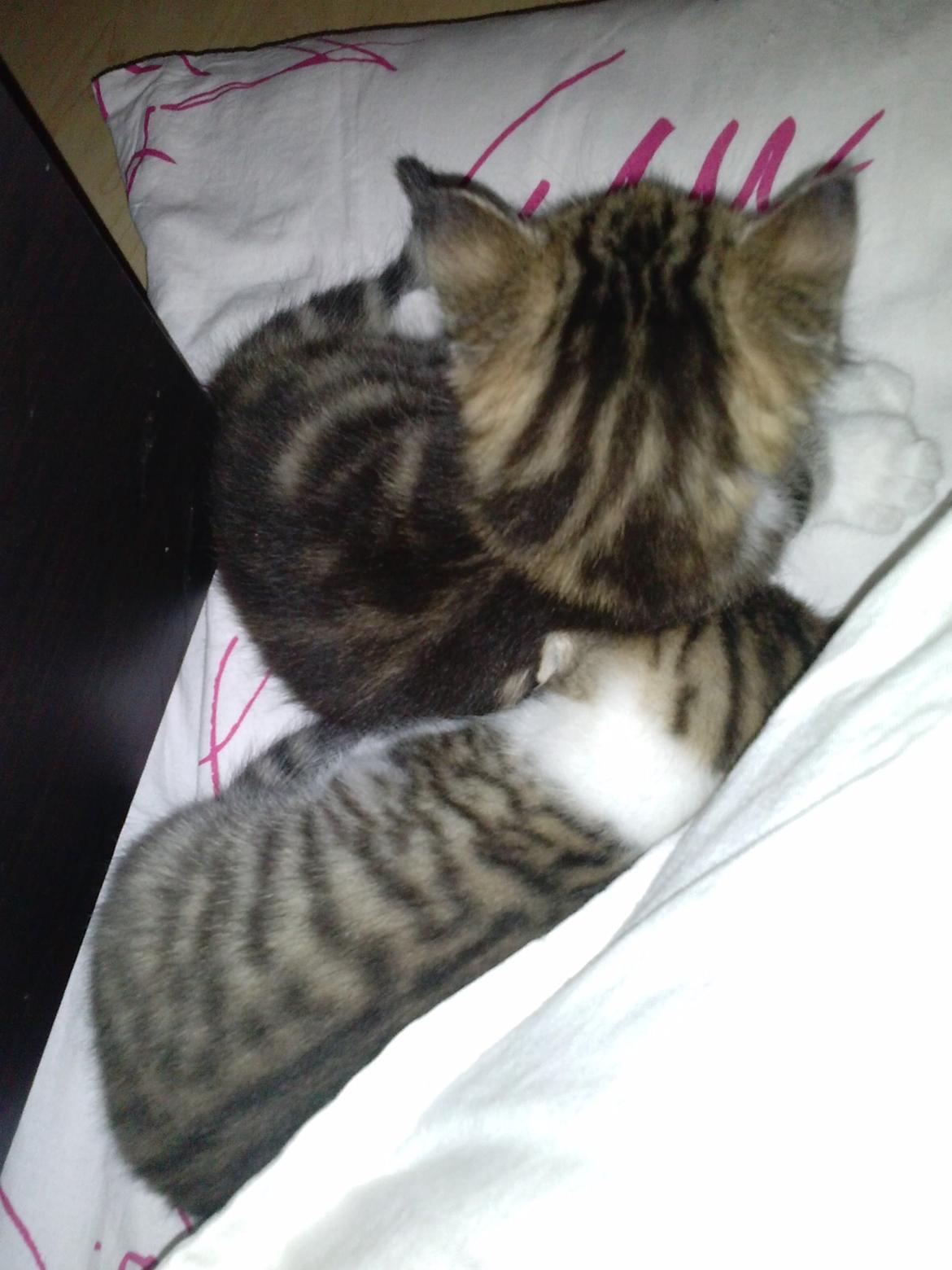 Huskat Ponyo - En lille lur med de andre på puden :) billede 6