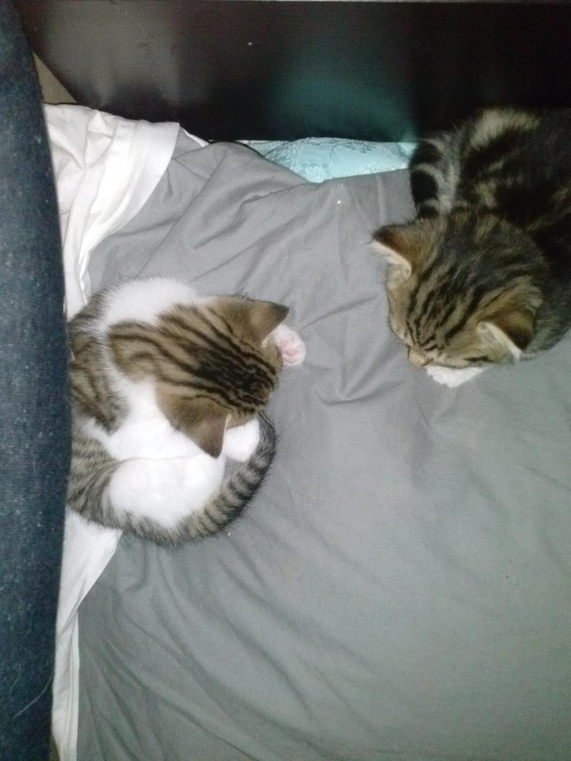 Huskat Ponyo - Ligger lige her :) billede 9