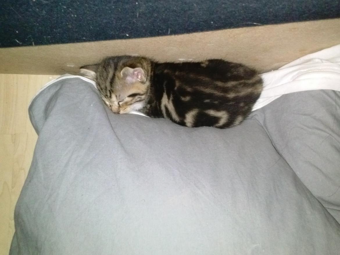 Huskat Ponyo - Den pude er god :) billede 10