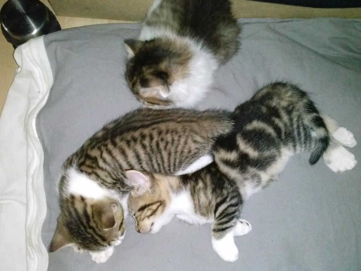 Huskat Ponyo - Rigtig god :) billede 11