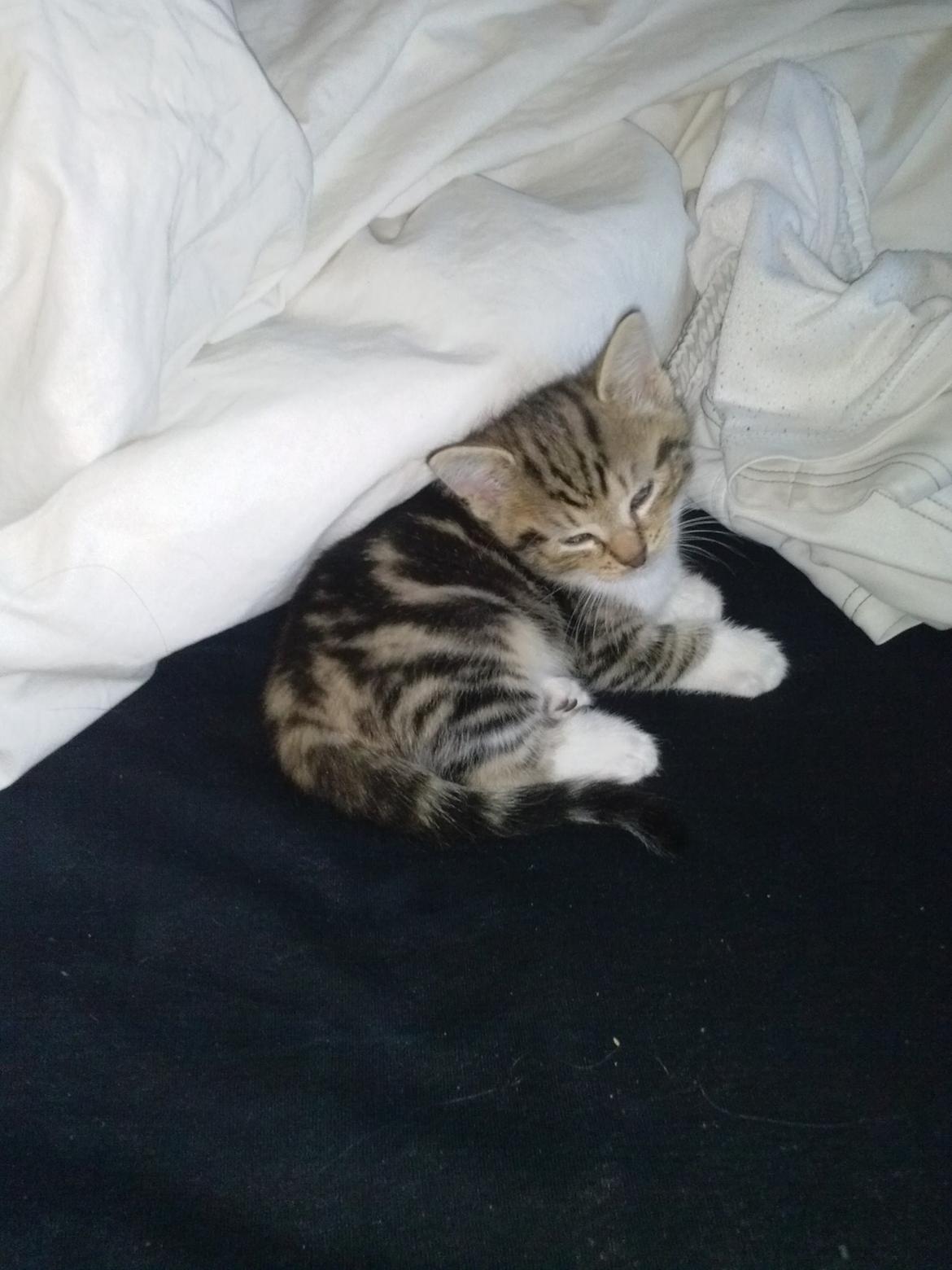 Huskat Ponyo - Lige stået op ?  billede 13