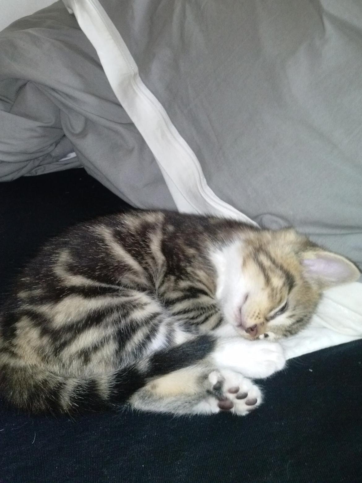 Huskat Ponyo - Den lille mis er glad for en god lur :) billede 16