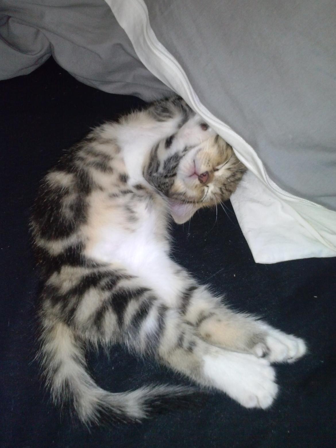 Huskat Ponyo - hun sover vist godt :D 
 billede 17