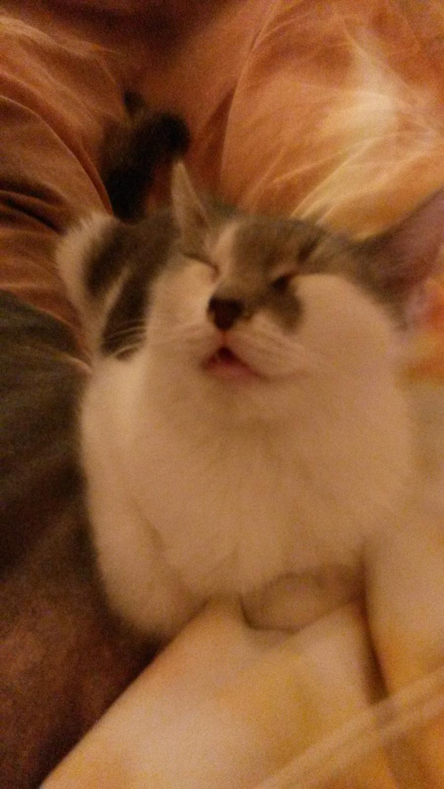 Huskat Laura billede 1