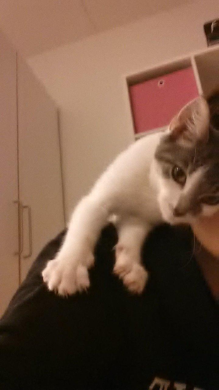 Huskat Laura billede 2