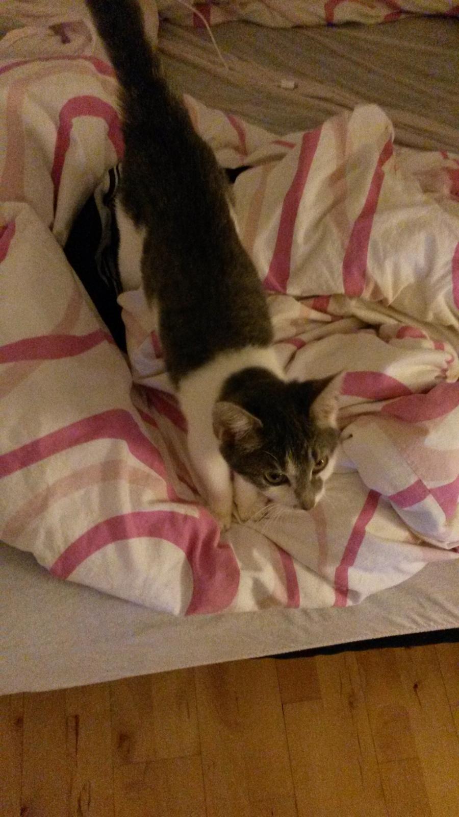 Huskat Laura billede 3