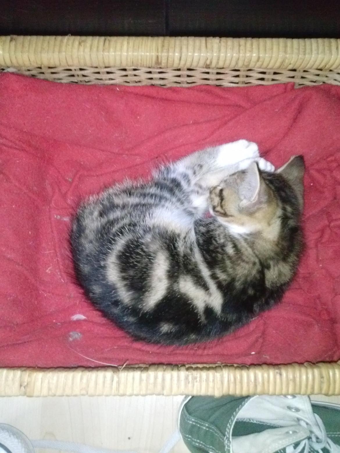 Huskat Ponyo billede 18