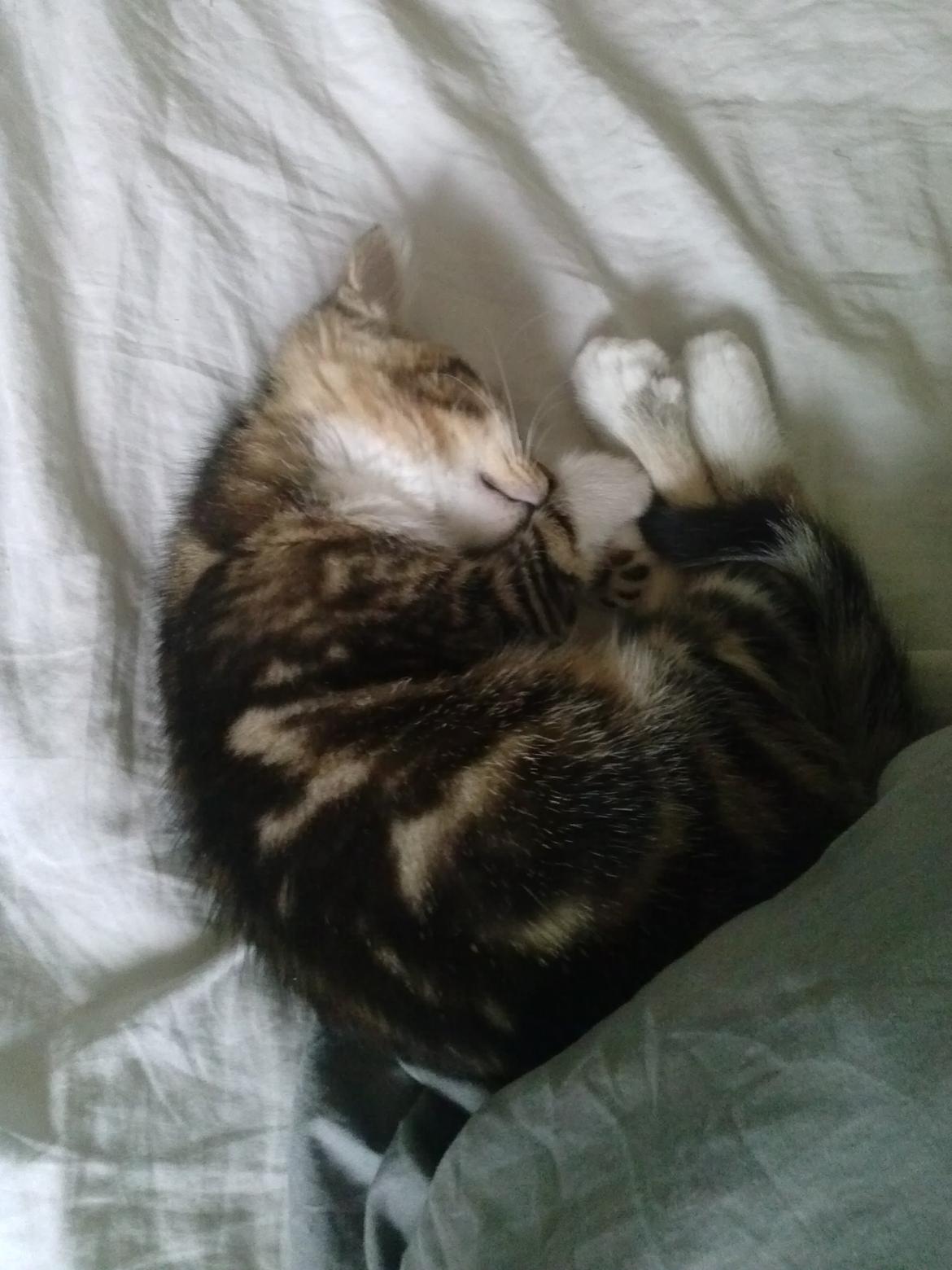 Huskat Ponyo billede 19