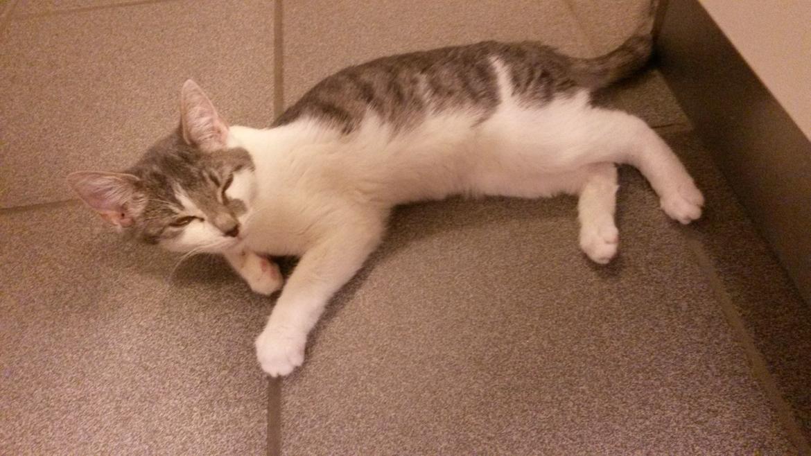 Huskat Laura billede 8