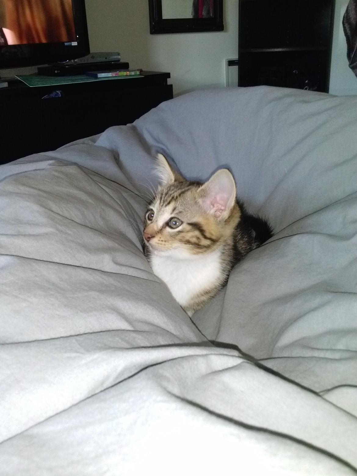 Huskat Ponyo - Gemmer mig lige i dynen  billede 21