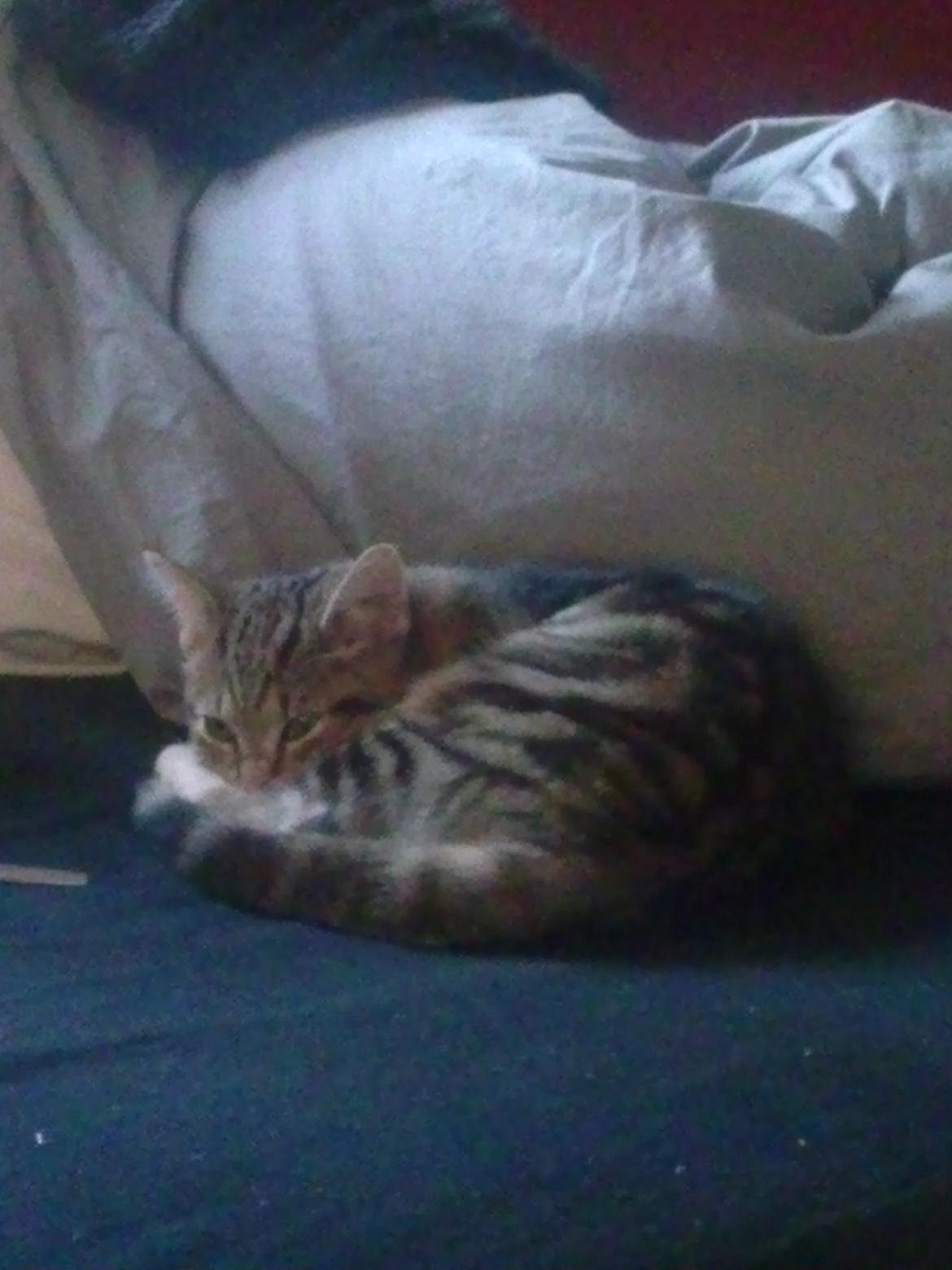 Huskat Ponyo - Jeg sover ikke:) billede 15