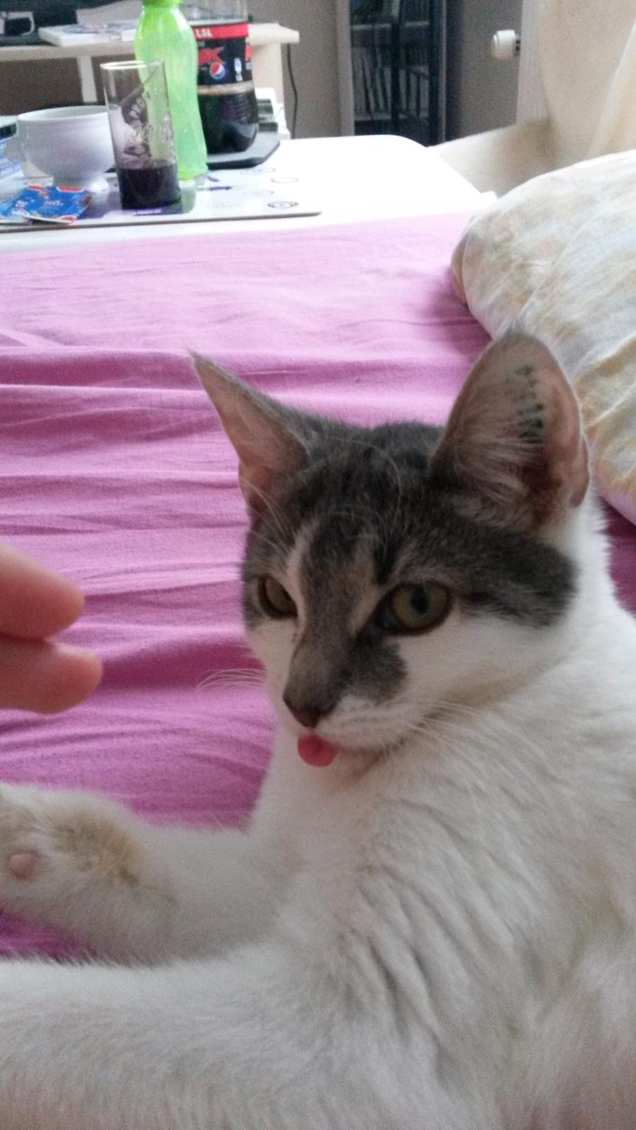 Huskat Laura billede 11