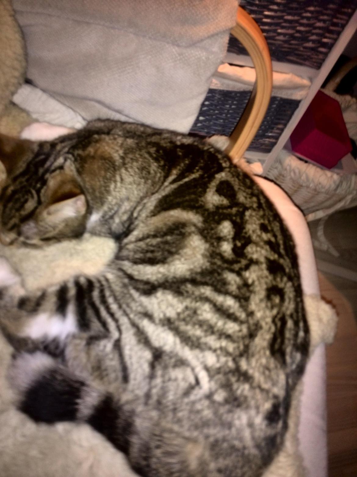 Huskat Ponyo - Smukke tegninger Ponyo mis  billede 22