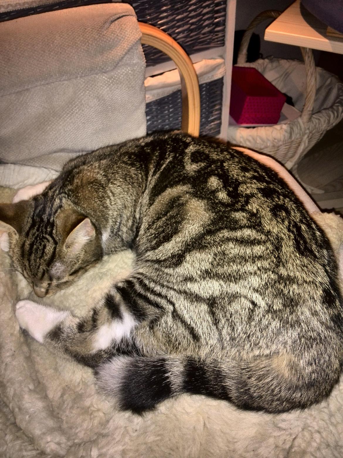 Huskat Ponyo billede 23