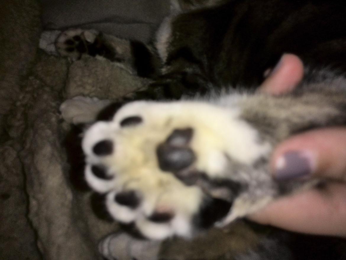 Huskat Ponyo - De 6 tær på bagpoterne :) billede 25