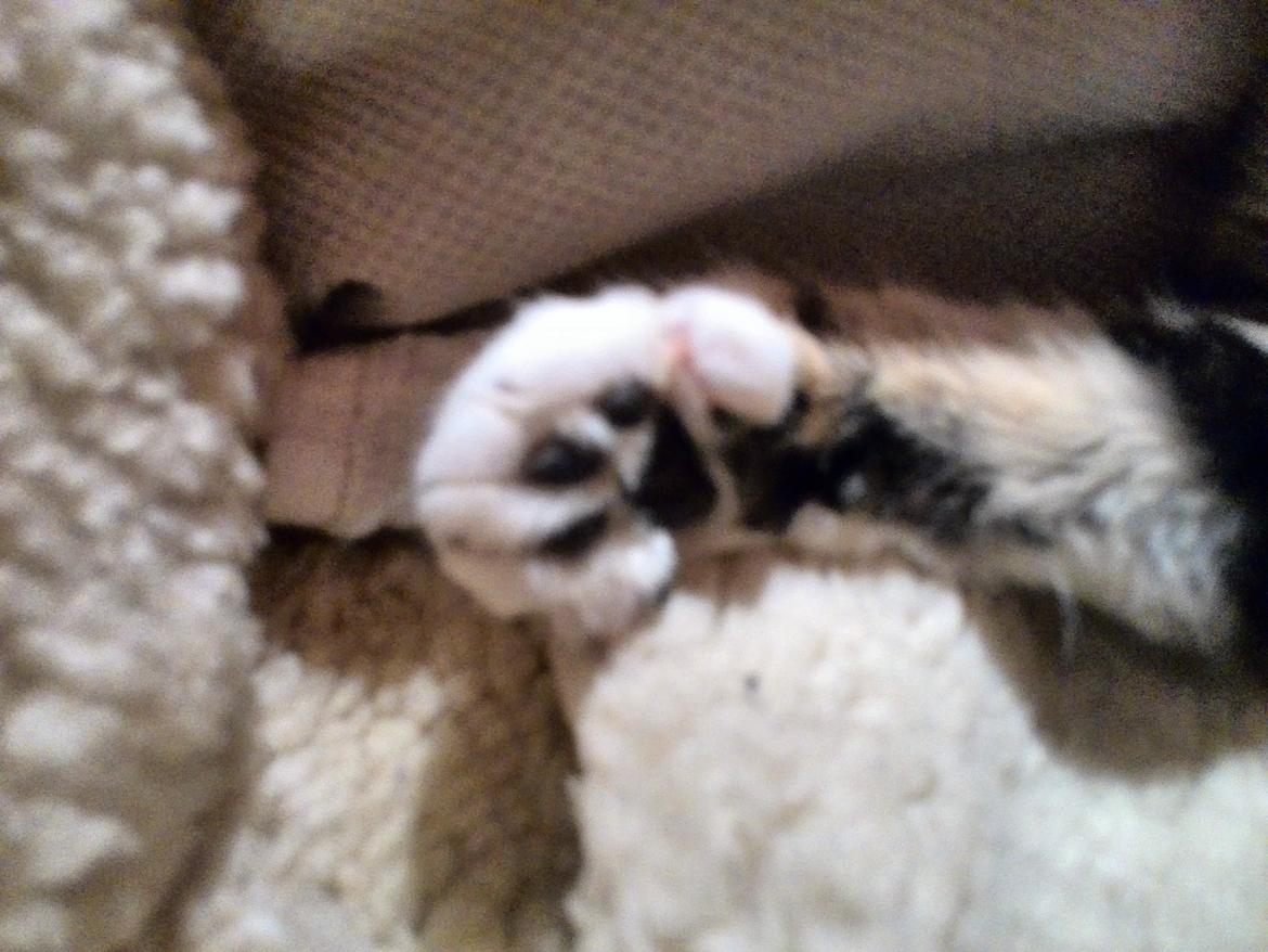 Huskat Ponyo - De 5 på forpoterne :) billede 24