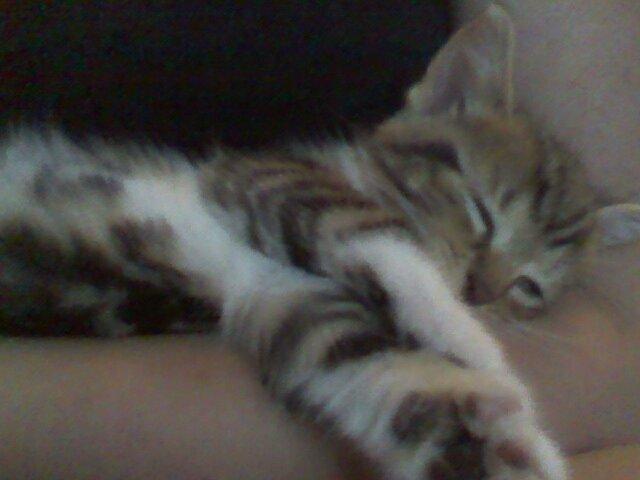 Huskat Ponyo - En til lur på armen :) billede 12