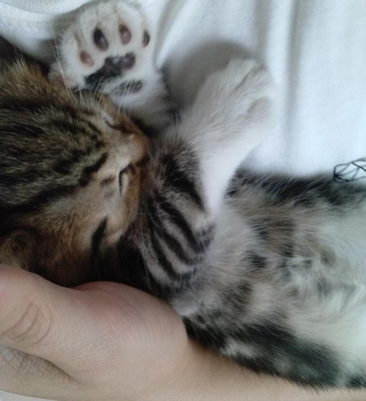 Huskat Ponyo - En lur på armen ;) billede 7