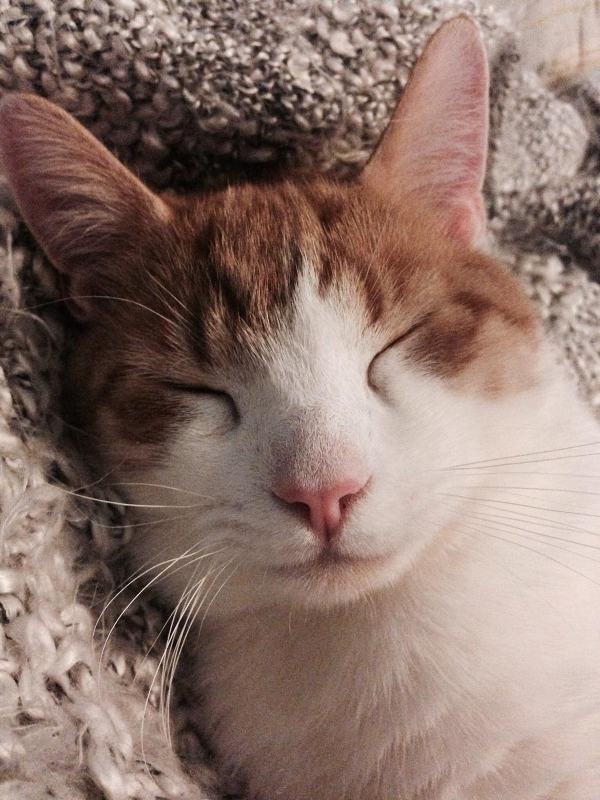 Huskat Marley billede 1