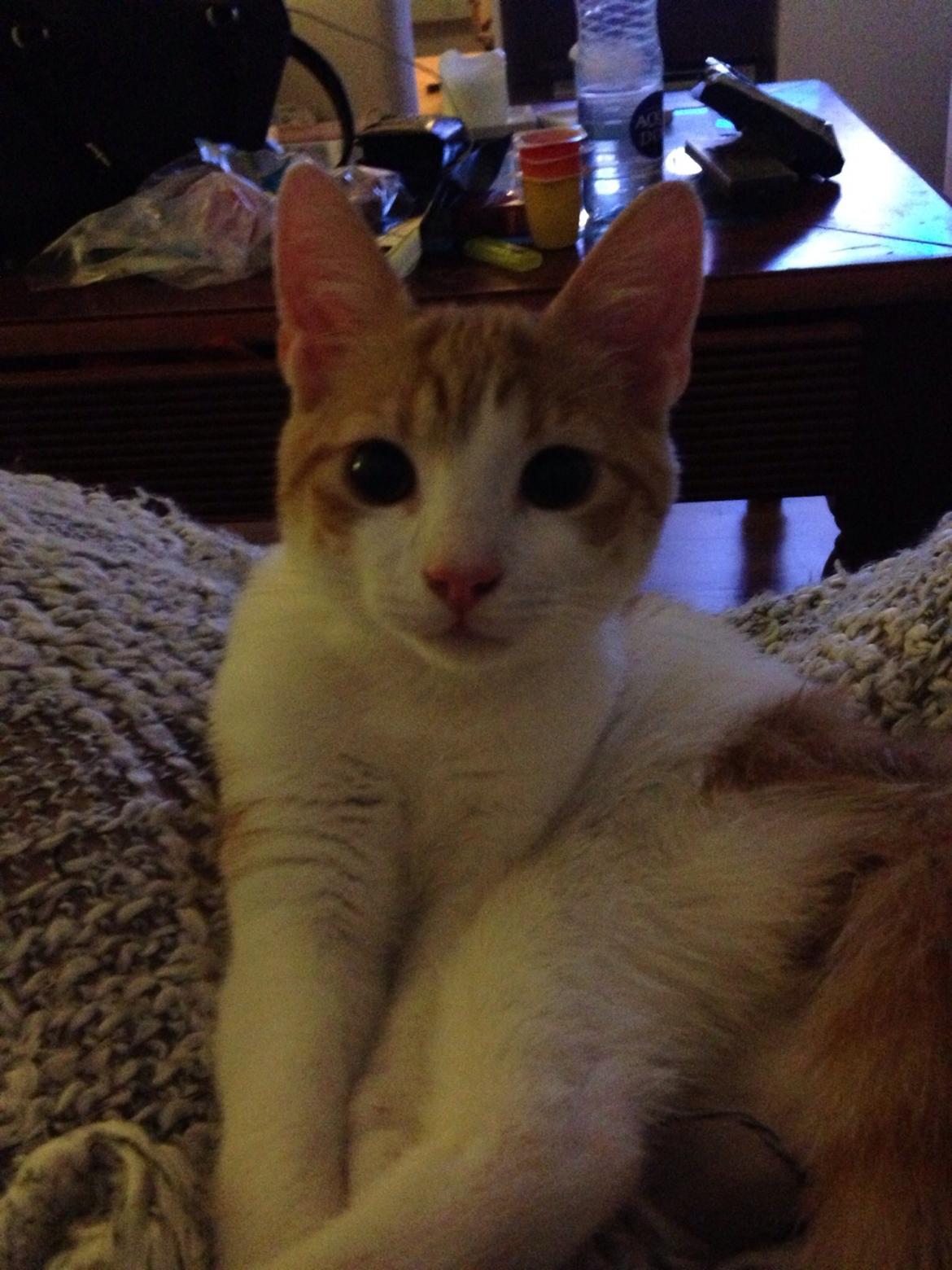 Huskat Marley billede 3