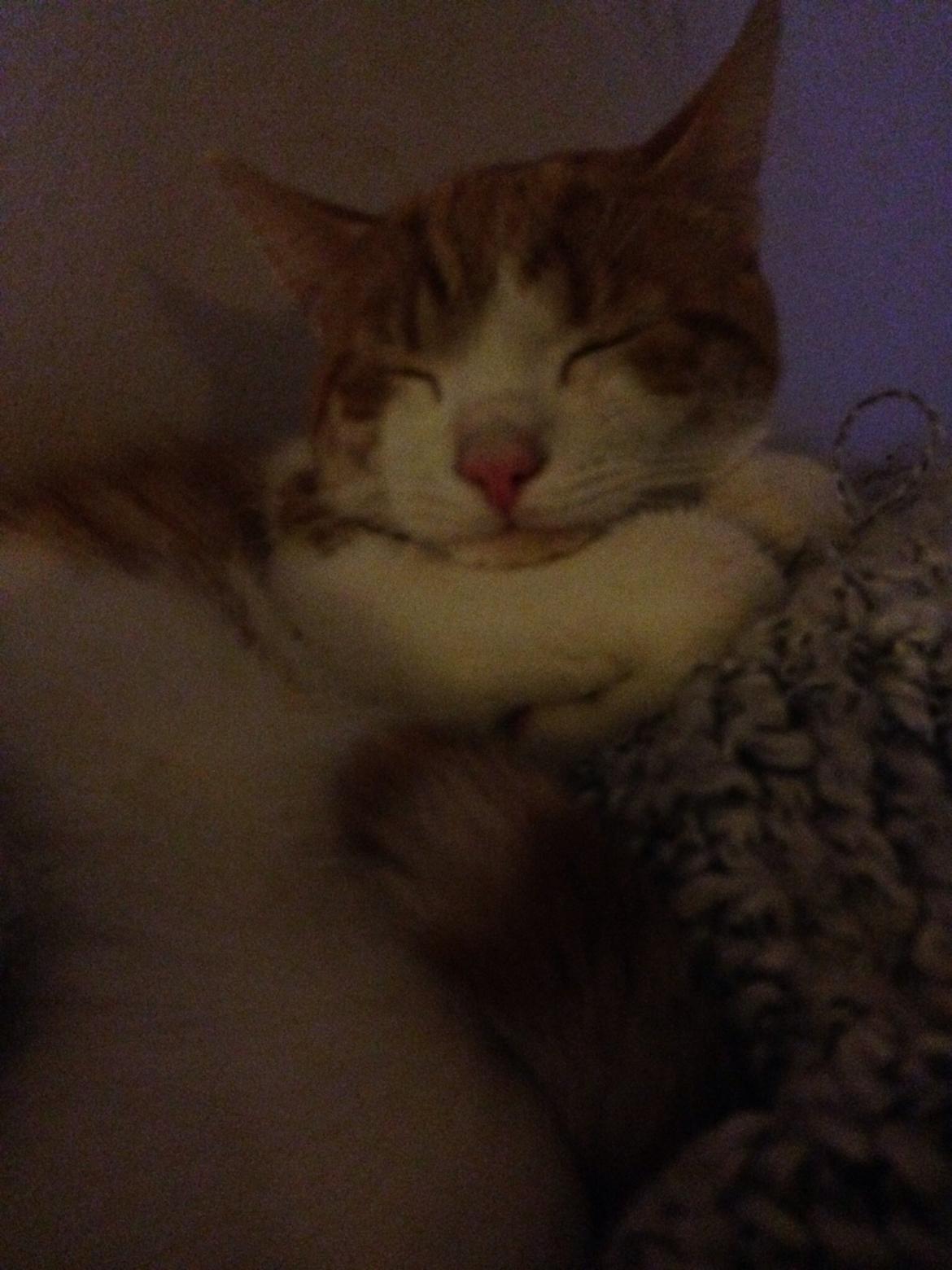 Huskat Marley billede 4