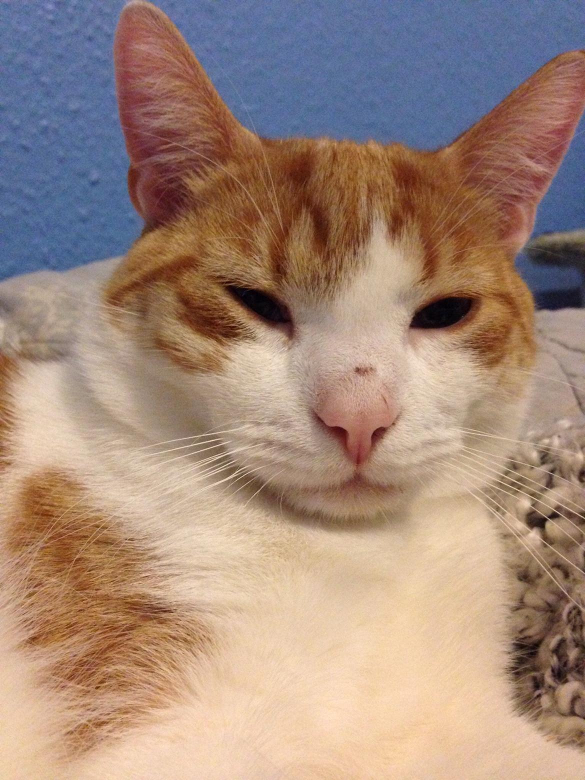 Huskat Marley billede 5