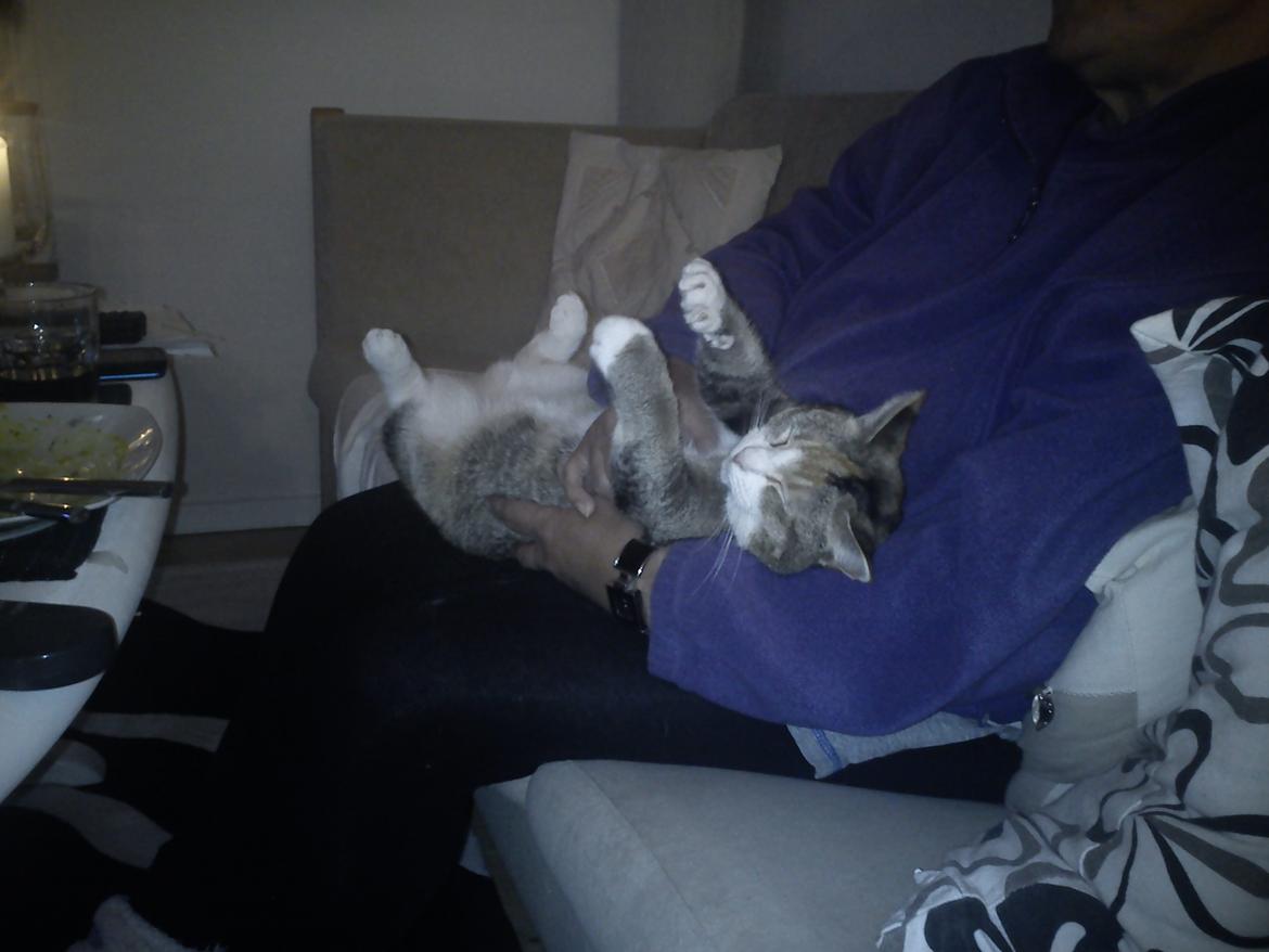 Huskat Andrea billede 2