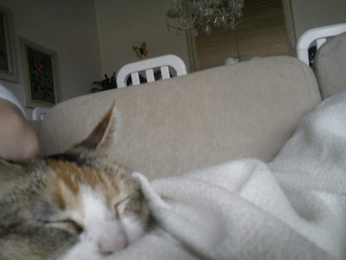 Huskat Andrea billede 4