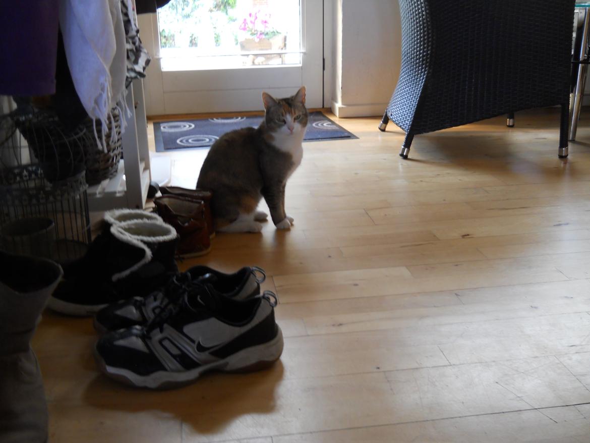 Huskat Andrea billede 6