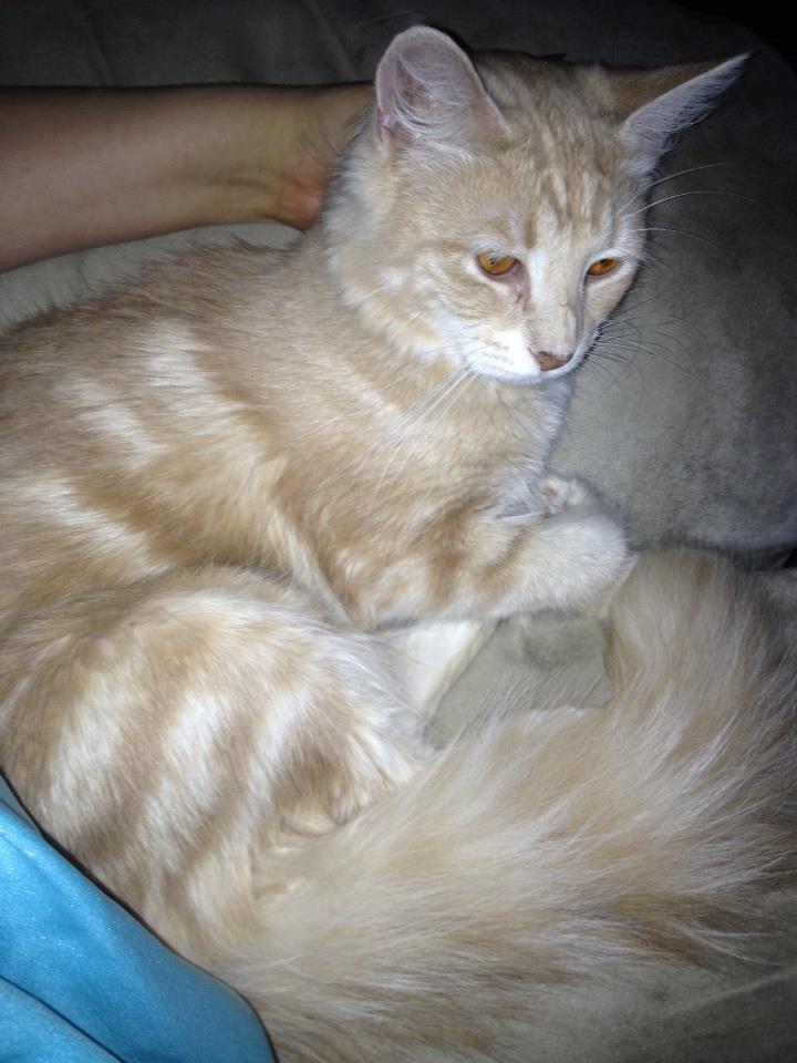 Maine Coon Mille billede 1