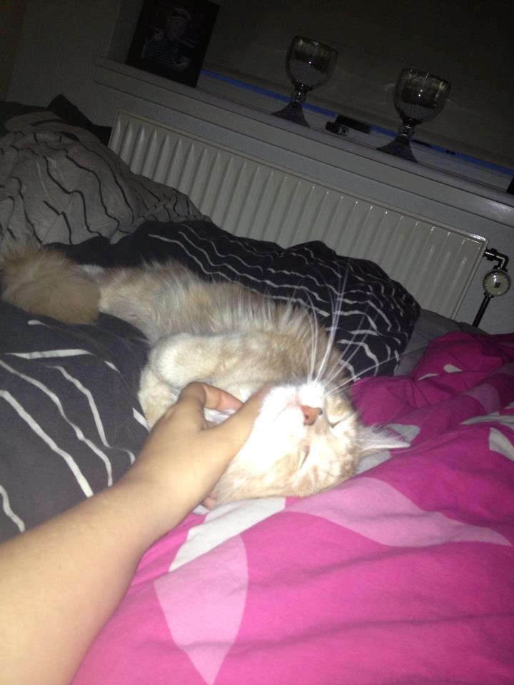 Maine Coon Mille billede 3