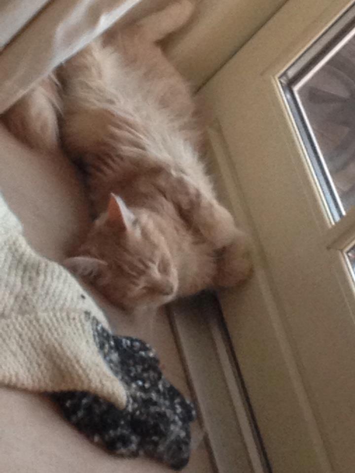 Maine Coon Mille billede 4