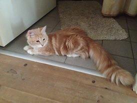 Maine Coon Mille billede 5