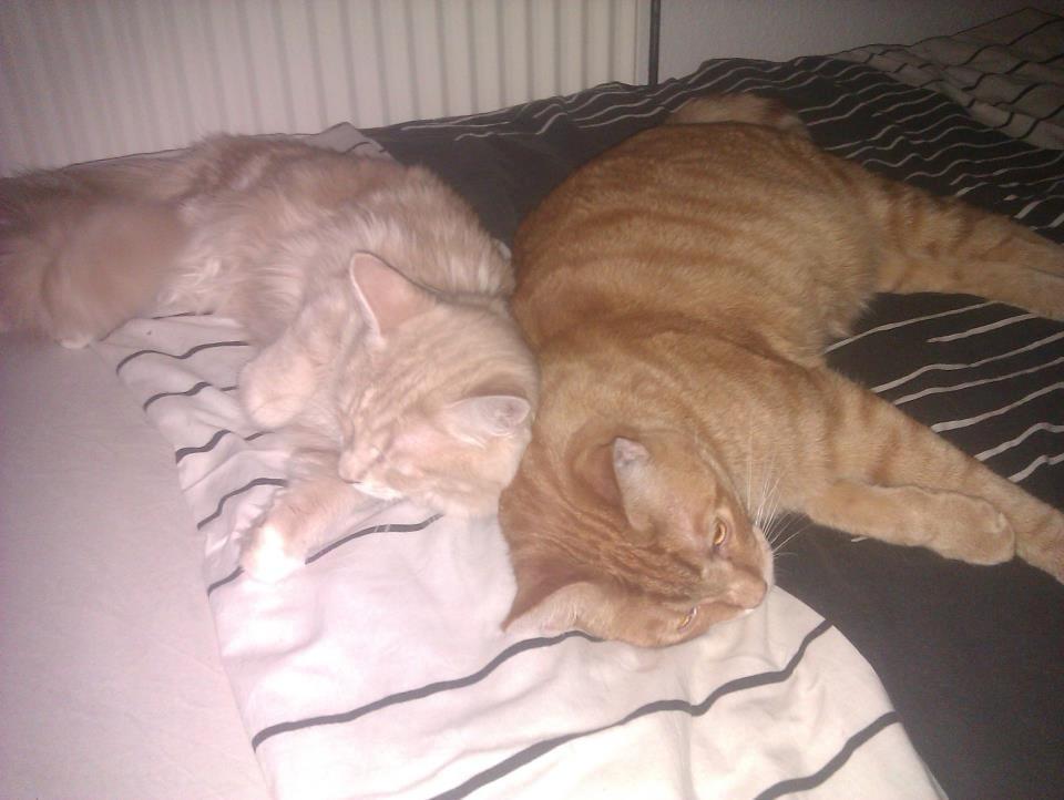 Maine Coon Mille billede 6