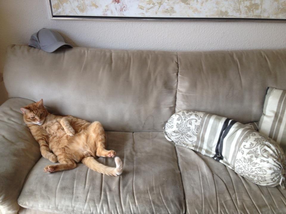 Blanding af racer Mads billede 2