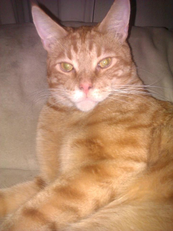 Blanding af racer Mads billede 8