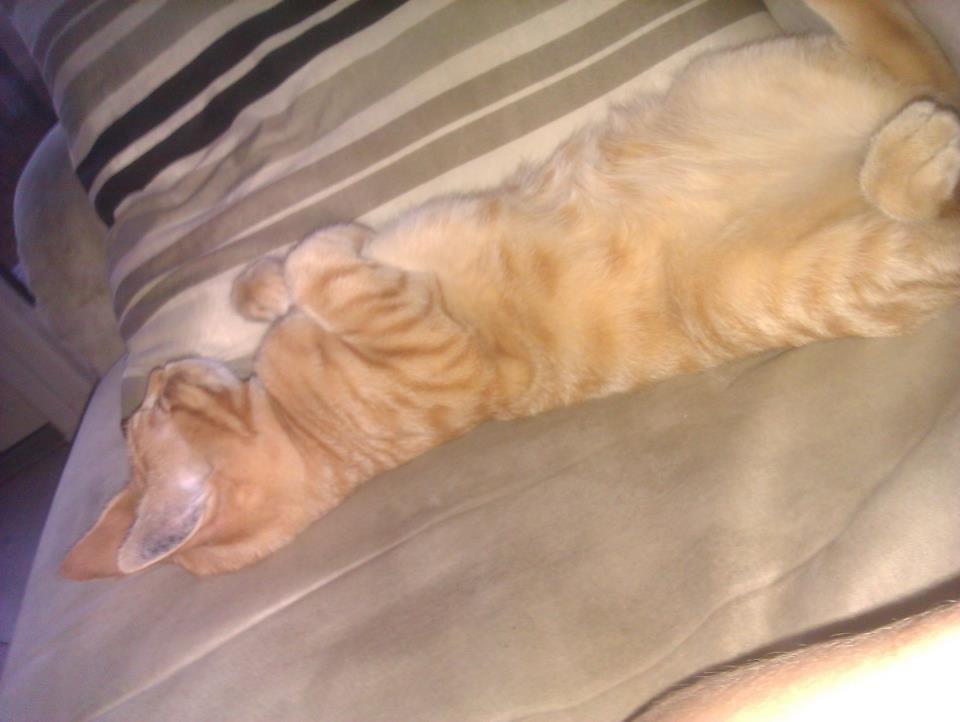 Blanding af racer Mads billede 9