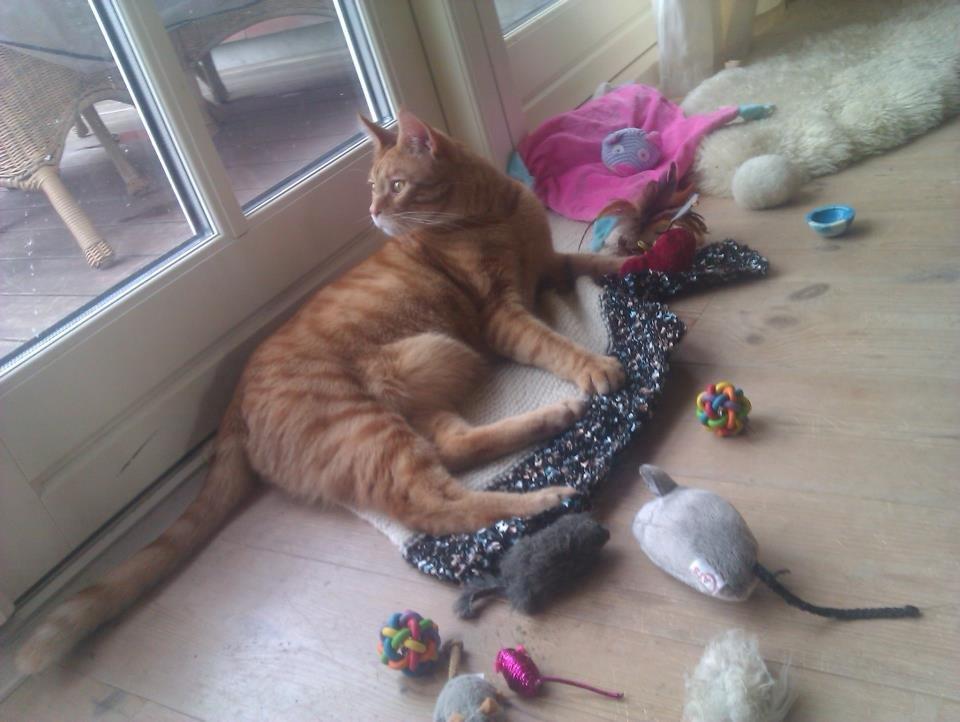 Blanding af racer Mads billede 10